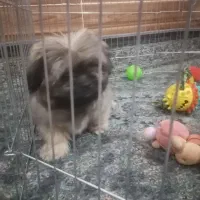 شیتزو کراس فروشی قیمت پیشنهادی