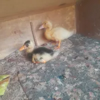 جوجه اردک