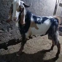 بزهنرپلنگی