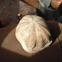 سنگ|کلکسیون اشیاء عتیقه|بندر کنگان, |دیوار