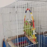 طوطی ملنگو سخنگو ماده با قفس و وسایلش