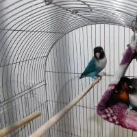 فروش طوطی برزیلی