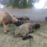 قوچ بختیاری