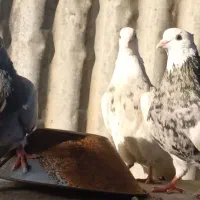 کبوتر|پرنده|شوشتر, |دیوار