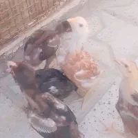 جوجه لاری اصیل