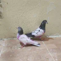 کبوتر تیدی نر و ماده