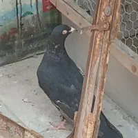 زاغ آلمانی گم شده|حیوانات|تهران, مشیریه|دیوار
