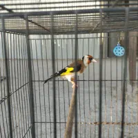 سهره رسمی مست به شرط|پرنده|بجنورد, |دیوار