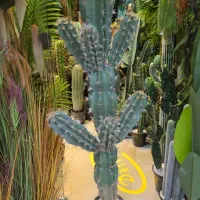 افوربیا اچینو اگاوو یوکا کاکتوس