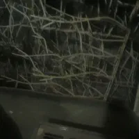 حفاظ میلگردی شاخه ای