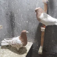 بلوار توس کفتر جفتگاه|پرنده|مشهد, شهرک صنعتی توس|دیوار