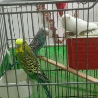 فروش مرغ عشق توافقی