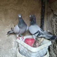 تعدادی کبوتر پلاکی و بهبهونی