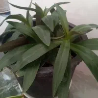 گل وگیاه|گل و گیاه طبیعی|خوی, |دیوار