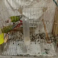 طوطی گرینچیک|پرنده|تربت جام, پاسداران|دیوار