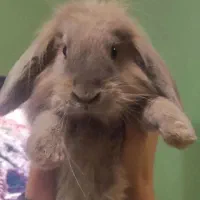 خرگوش لوپ هشت ماهه