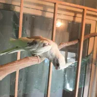 طوطی عروس آلبینو دوکت|پرنده|نظرآباد, رسالت|دیوار