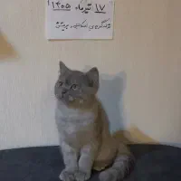توله گربه بلو اسکاتیش بریتیش اهواز و خوزستان