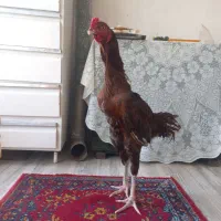 خروس مزرعه|حیوانات مزرعه|رشت, احمد گوراب|دیوار