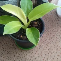 گلهای زیبا|گل و گیاه طبیعی|لاهیجان, آهندان|دیوار