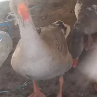 غاز|حیوانات مزرعه|اهواز, فتح|دیوار