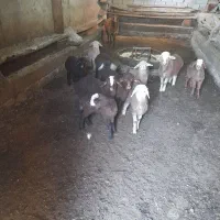 گوسفند بره دار سالم جوان ۸راس|حیوانات مزرعه|سرعین, |دیوار