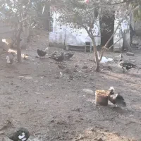 فروش کلی اردک|حیوانات مزرعه|رضوانشهر, |دیوار