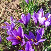 زعفران لرستان عیار 420 گرید A+|خوردنی و آشامیدنی|تهران, منیریه|دیوار