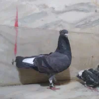 کبوتر|پرنده|شوشتر, |دیوار