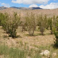 باغ انار بالش آباد|فروش زمین و ملک کلنگی|سبزوار, کراب|دیوار