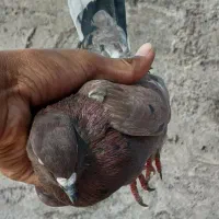 کفتر پرشی|پرنده|یزد, |دیوار
