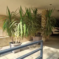 گل گلدانی یوکا