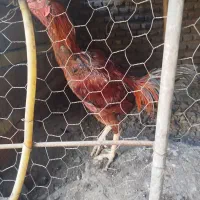 مرغ و خروس لاری