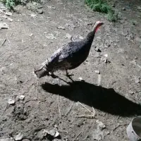 بوقلمون ماده