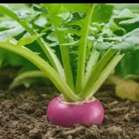 /شلغم/چغندر/