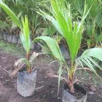 پالم|گل و گیاه طبیعی|آستارا, |دیوار