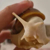 حلزون آچاتینا