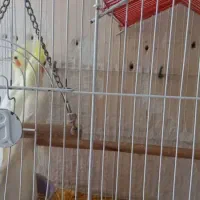 طوطی عروس|پرنده|فومن, |دیوار