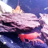 لابستر آکواریومی