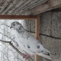 کبوتر|پرنده|خرمآباد (تنکابن), |دیوار