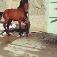 کره اسب دو ساله