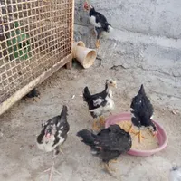 جوجه 3ماهه گلین اصل|پرنده|فرخ‌شهر, |دیوار
