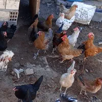 فروش حیوانات