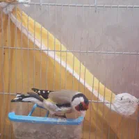 سهره سرسیاه