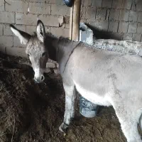 الاغ گوسفندی