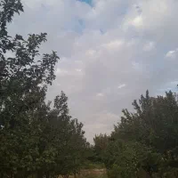 فروش زمین ویلایی|فروش خانه و ویلا|ممقان, |دیوار