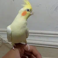 عروس هلندی رام