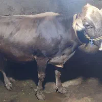 گاو سوئسی