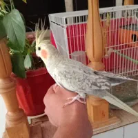 عروس هلندی|پرنده|فردوس (خراسان), |دیوار