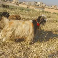 دوبور جلو رو درجه یک